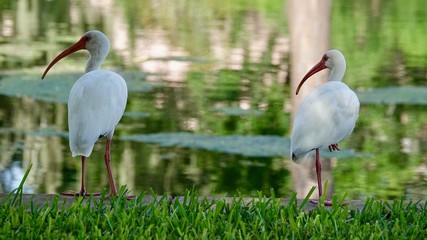 Ibis, Vögel am Wasser