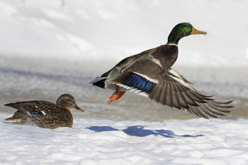 Mallard duck in winter