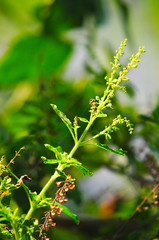 Sweet basil close up with blur tree background in garden