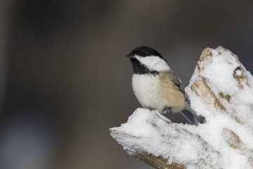 black capped chickadee in winter