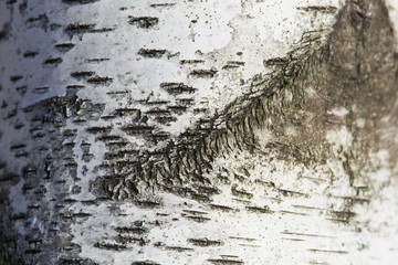 birch bark background