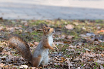 red squirrel on a tree