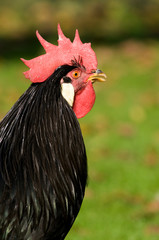 Schwarzer Italiener Hahn