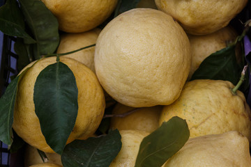 Amalfi lemons for limonchello, closeup, Italy, Amalfi coast