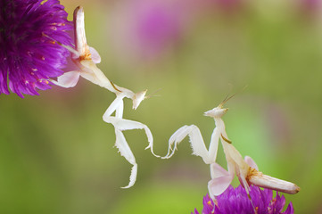 Touch my hand orchid mantis - obrazy, fototapety, plakaty