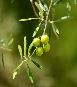 Aceitunas, primer plano, aceite de oliva