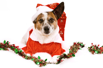 Terriermischling mit Weihnachtskostüm isoliert auf weißem Grund