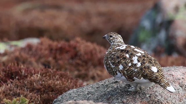 Male and female ptarmigan (Lagopus muta) in spring moult perched and walking in the cairngorm national park, scotland during april.