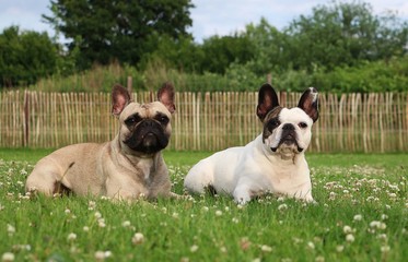 two french bulldogs are lying in the garden