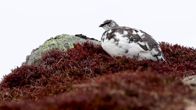 Male and female ptarmigan (Lagopus muta) in spring moult perched and walking in the cairngorm national park, scotland during april.