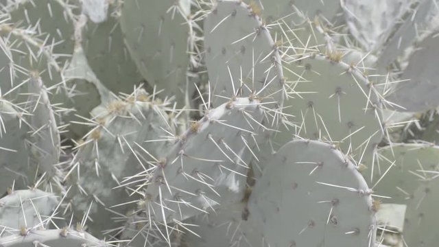 Cactus 1