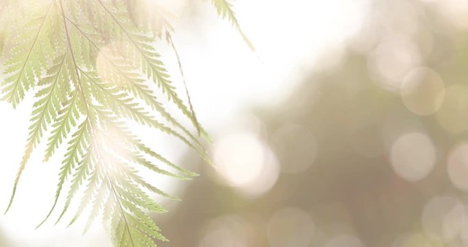 the Nature fern leaf under the sun light in the morning , fresh morning with nature concept , 4k Dci resolution