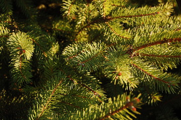 Picea, spruce, tree