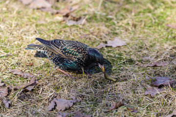 starling with a caterpillar in its beak