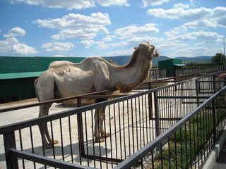Camel