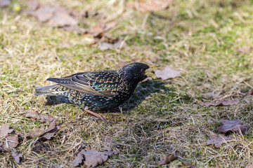 caterpillar in its beak