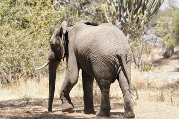 Fototapeta na wymiar Elephant in Ruaha National Park, Tanzania