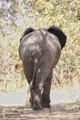 Elephant in Ruaha National Park, Tanzania