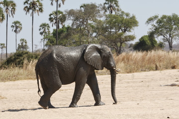 Fototapeta premium Elephant in Ruaha National Park, Tanzania