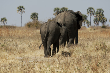 Fototapeta premium Elephant in Ruaha National Park, Tanzania