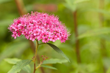 beautiful pink flowers spiraea blooming in the park or in the garden