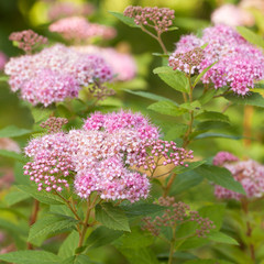 beautiful pink flowers spiraea blooming in the park or in the garden