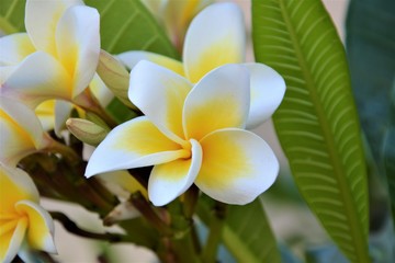 Frangipani