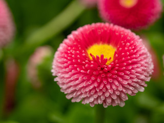 Pink English daisies - Bellis perennis - in spring park. Detailed seasonal natural scene.