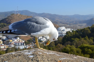Gaviota