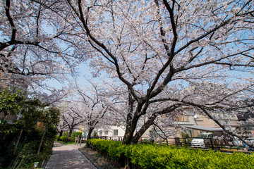 Japan Sakura cherry blossom Kawazu-zakura 日本 河津桜