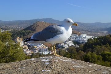 Gaviota