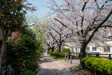 Japan Sakura cherry blossom Kawazu-zakura 日本 河津桜