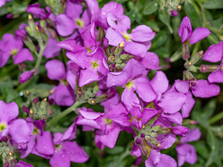Matthiola incana flowers close-up selective focus shallow DOF