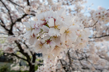 Japan Sakura cherry blossom Kawazu-zakura 日本 河津桜