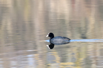 coot water bird swimming on the lake 