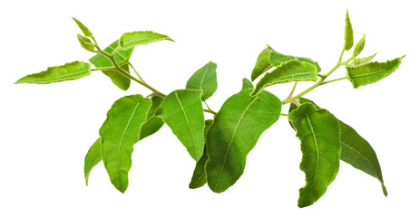 fresh lemon eucalyptus isolated on white