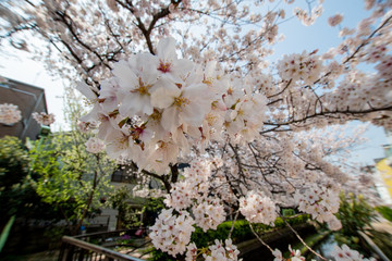 Japan Sakura cherry blossom Kawazu-zakura 日本 河津桜