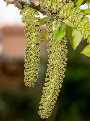 Close-up walnut inflorescence before blooming and young leaves on a branch.