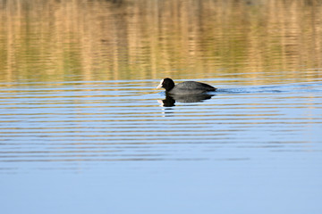 coot water bird swimming on the lake 