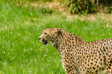 leopard schaut