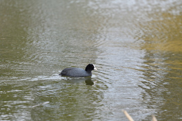 coot water bird swimming on the lake 