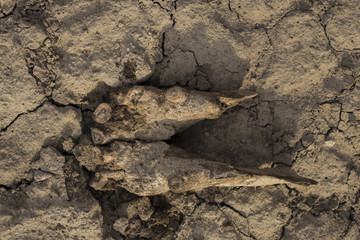 Excavation of Scythian graves. Ancient remains of an old horse. Millennial bones animal.