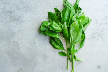 Top view of twigs of fresh green basil on metallic background with copy space