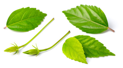 fresh hibiscus leaves isolated on white © Amy Lv