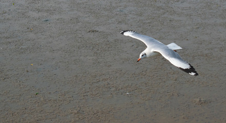 Seagulls are flying at the sea.