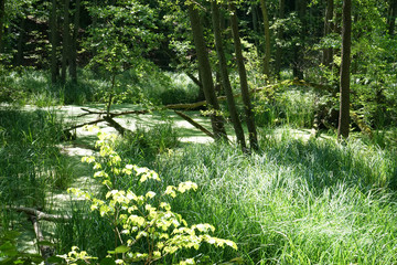  Landschaften um den Ort Buckow in der Märkischen Schweiz in Brandenburg - rund um die Tornow Seen
