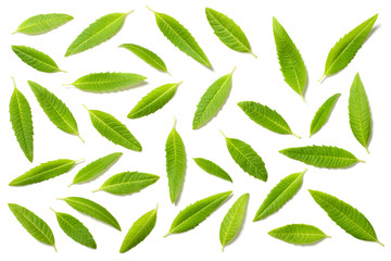 fresh lemon verbena leaves isolated on white, top view - obrazy, fototapety, plakaty