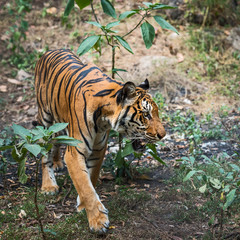 Close up tiger.