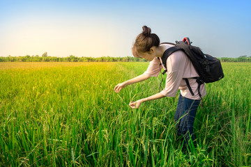 Asian woman tourist with backpack pick rice in beautiful rice farm
