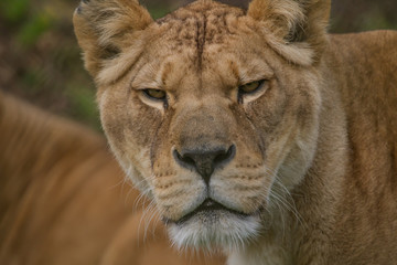 Photo portrait of a beautiful Barbary lioness